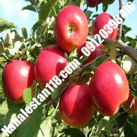 بهترین نهال سیب صادراتی | 09120398416 مهندس مخملباف | خرید بهترین نهال سیب صادراتی | فروش بهترین نهال سیب صادراتی