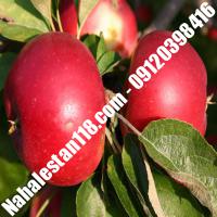 بهترین نهال سیب آکان | 09120398416 مهندس مخملباف | خرید بهترین نهال سیب آکان | فروش بهترین نهال سیب آکان