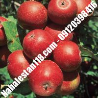بهترین نهال سیب اصلاح شده | 09120398416 مهندس مخملباف | خرید بهترین نهال سیب اصلاح شده | فروش بهترین نهال سیب اصلاح شده