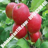 بهترین نهال سیب دیرگل | 09120398416 مهندس مخملباف | خرید بهترین نهال سیب دیرگل | فروش بهترین نهال سیب دیرگل