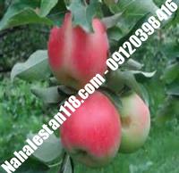 بهترین نهال سیب سبز | ۰۹۱۲۰۳۹۸۴۱۶ مهندس مخملباف | خرید بهترین نهال سیب سبز | فروش بهترین نهال سیب سبز | قیمت بهترین نهال سیب سبز