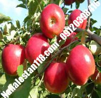 بهترین نهال سیب صادراتی | ۰۹۱۲۰۳۹۸۴۱۶ مهندس مخملباف | خرید بهترین نهال سیب صادراتی | فروش بهترین نهال سیب صادراتی | قیمت بهترین نهال سیب صادراتی