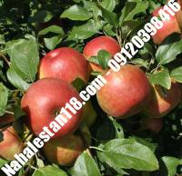 بهترین نهال سیب گلشاهی پایه رویشی | ۰۹۱۲۰۳۹۸۴۱۶ مهندس مخملباف | خرید بهترین نهال سیب گلشاهی پایه رویشی | فروش بهترین نهال سیب گلشاهی پایه رویشی | قیمت بهترین نهال سیب گلشاهی پایه رویشی