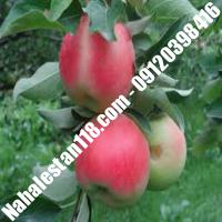 بهترین نهال سیب گلاب کهنز | 09120398416 مهندس مخملباف | خرید بهترین نهال سیب گلاب کهنز | فروش بهترین نهال سیب گلاب کهنز | قیمت بهترین نهال سیب گلاب کهنز